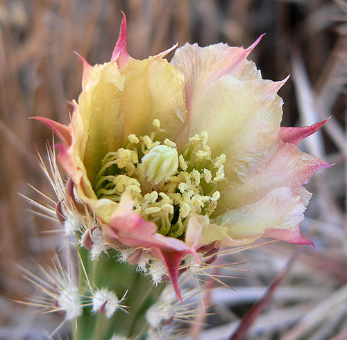 Grusonia parishii